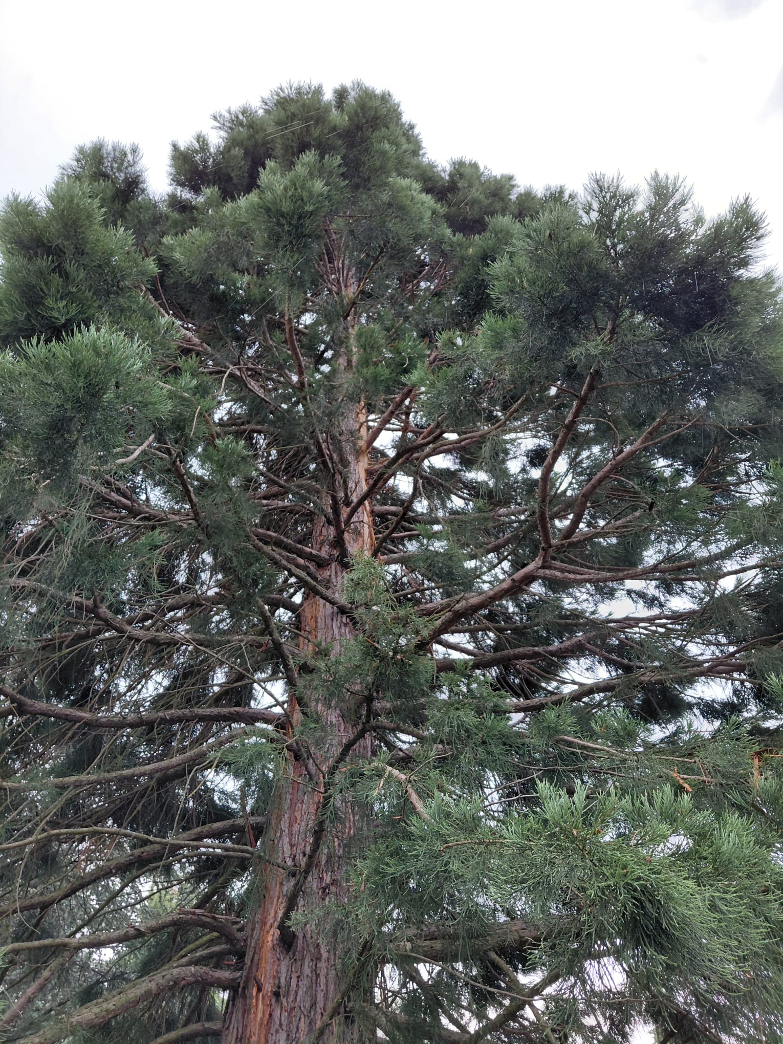 Blitzeinschlag in Ramplach